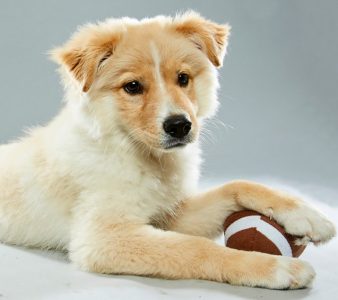 puppy bowl 2017